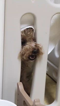 ご無沙汰しておりますの記事動画