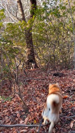 ２０２４、ブログ、スタートの記事動画