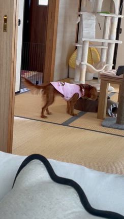 りなちゃんがやってきた！〜5ヶ月の記録④〜の記事動画