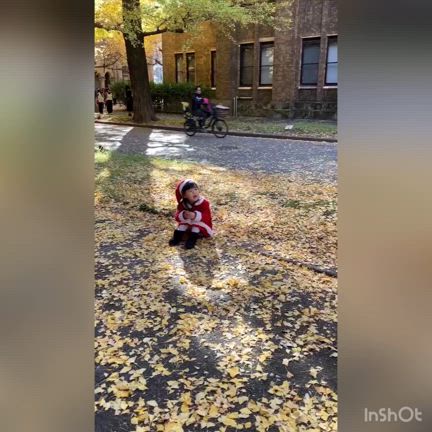 東大のイチョウ並木は今が見頃の記事動画