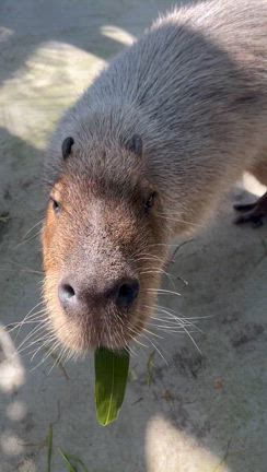 ケンチのイベントの記事動画