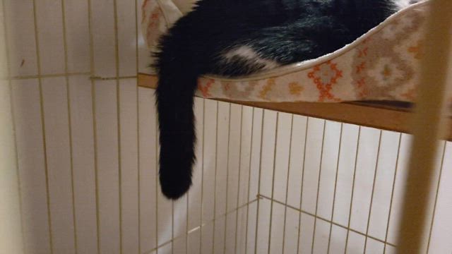 排膿の記事動画