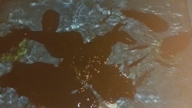 アオリイカトローリングの記事動画