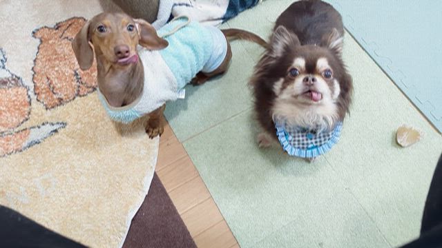 デクの様子がおかしいの記事動画