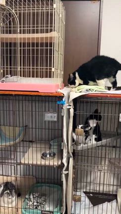 今日の推しニャン❤️ケム～番外編～の記事動画