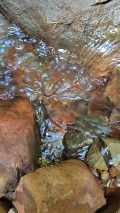 太古の森へタイムスリップ！ー高知県安芸市「伊尾木洞」の記事動画