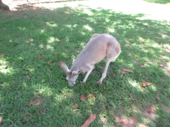 幸せな表情の記事動画