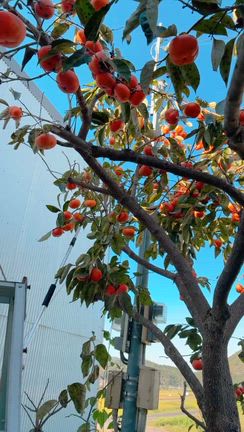 収穫の喜びと、つなぐ想い。お芋掘りと玉ねぎの収穫。［つちの音活動］の記事動画