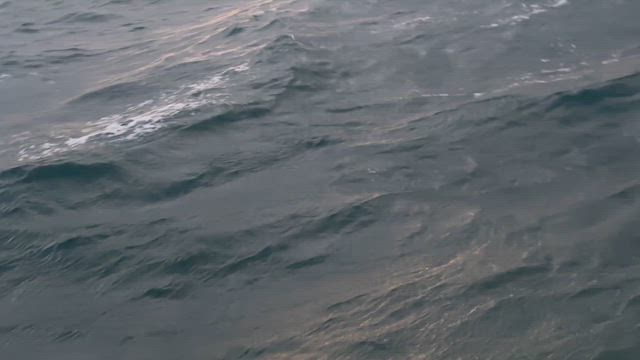 12月18日(木)タチウオ便釣果の記事動画