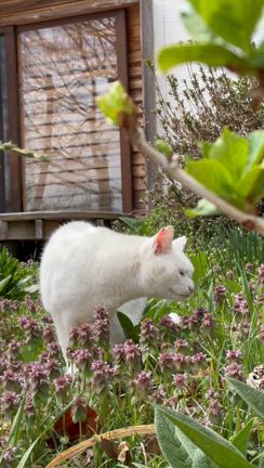 白猫ココの近況♪の記事動画