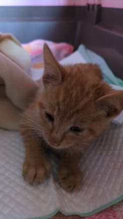 お茶子です。の記事動画