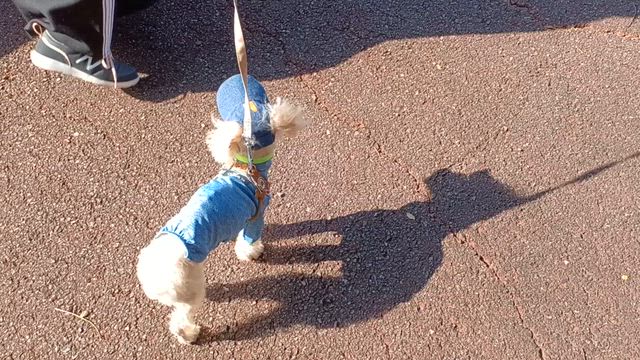 メイはまだまだ元気！！記録に残す。の記事動画