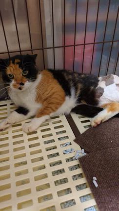 シャーッの記事動画