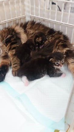 見守りカメラ＆子猫＆爪とぎの記事動画