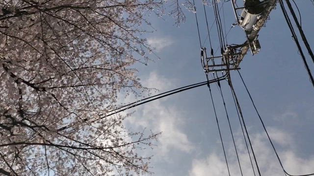 ♥️桜トンネル★3/31火曜日シフト♥️の記事動画
