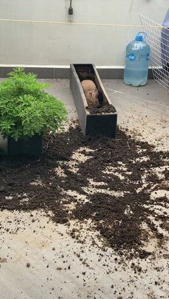 ⭐️バイオリンくんと夢の再会【メキシコ】の記事動画