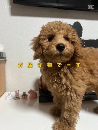 クロネコヤマトの記事動画