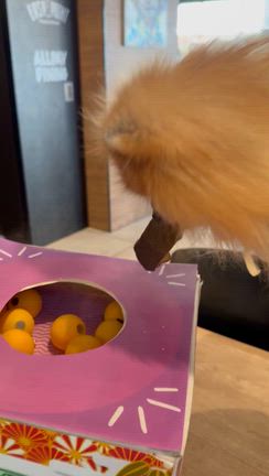 初詣の記事動画