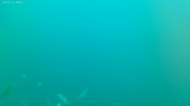 ホームラン\(°∀° )/の記事動画