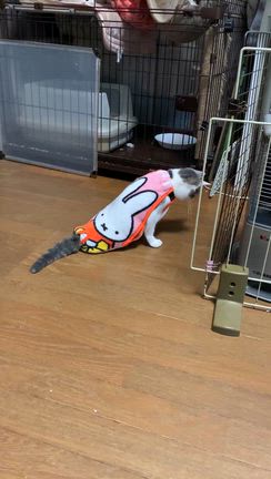 ご支援ありがとうございました　〜祝！プリシラFIP寛解！〜の記事動画