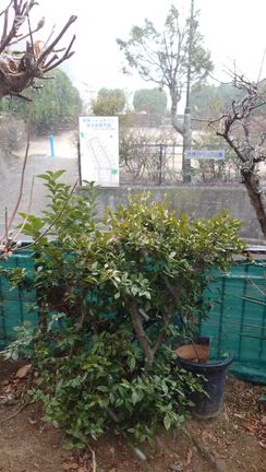 雪だ！の記事動画