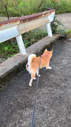 アズキ13歳今日も元気に朝散歩の記事動画