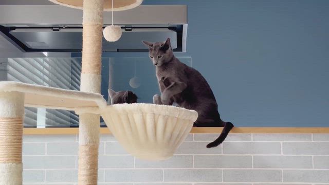 猫がいる生活193【猫の日】 | 猫とハイボール