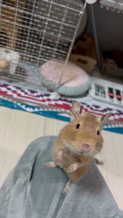 ゼウス〜　(´△｀)の記事動画