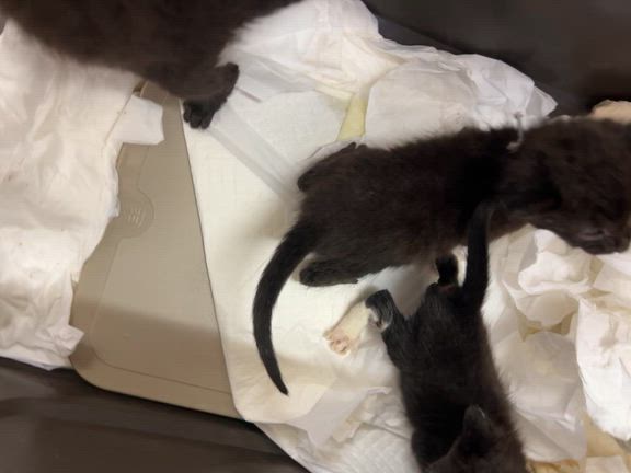 ベビーへご支援お願い＆譲渡会のご報告＠10/11ハピボ多目的棟の記事動画