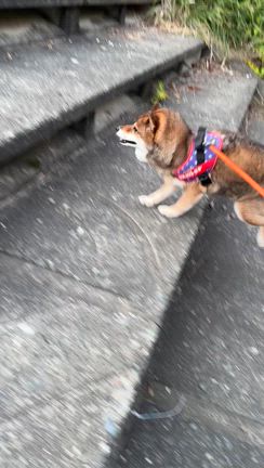 今日の花さん10月15日の記事動画