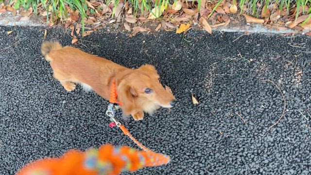 今日は仕事休み。リンゴとお散歩に行ってきましたU^ェ^Uゞの記事動画
