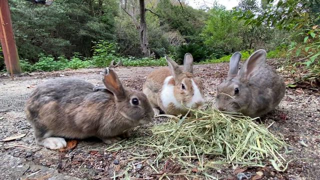 6年ぶりにうさぎの島に行ってきた！の記事動画