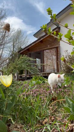 白猫ココの近況♪の記事動画