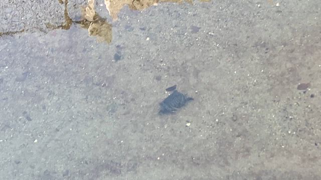 亀天国の記事動画