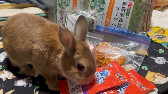 ラビファンお土産　モカ編の記事動画