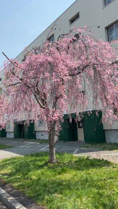 満開ですよ！春光のしだれ桜の記事動画