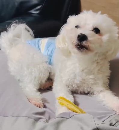 試作品のモニターさんの記事動画