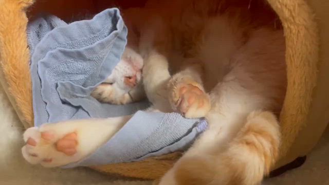 チャーシー元気でね！の記事動画