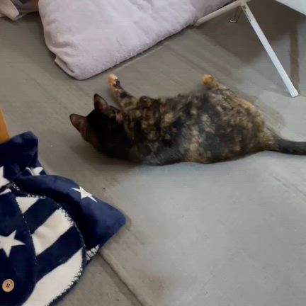 【飼い主のいない猫を幸せな飼い猫にするために】活動しています♪の記事動画