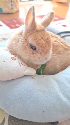 ちぃちゃん(*ˊᵕˋ*)の記事動画