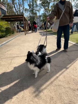 イベントをはしごの記事動画