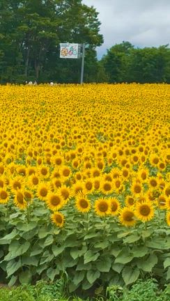 北海道　北竜町ひまわりの里の記事動画