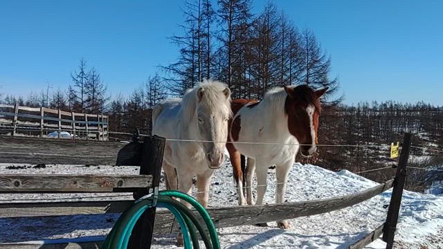 撮って撮っての記事動画