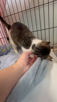 7/28譲渡会 ☆初参加猫紹介☆の記事動画