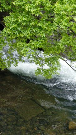 ベネチア→京都　大浄化の連休あけの記事動画