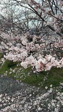 いつか乗りたい琵琶湖疎水船の記事動画