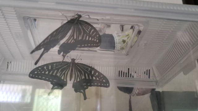 無事に羽化して羽ばたいていきました！！の記事動画