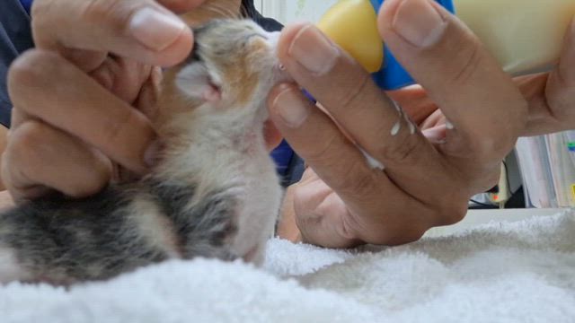 保護猫成長中の記事動画