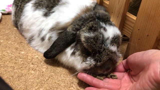 咀嚼音が好きの記事動画