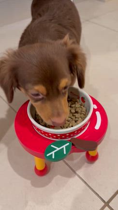 束の間のわんこ達とLOVE LOVEの記事動画